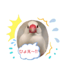 普段使い..かわいい文鳥スタンプ（個別スタンプ：24）