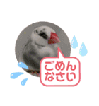 普段使い..かわいい文鳥スタンプ（個別スタンプ：25）