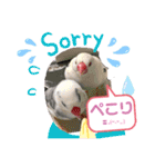 普段使い..かわいい文鳥スタンプ（個別スタンプ：26）
