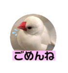 普段使い..かわいい文鳥スタンプ（個別スタンプ：27）