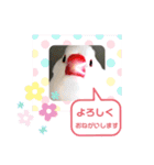 普段使い..かわいい文鳥スタンプ（個別スタンプ：29）