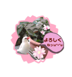 普段使い..かわいい文鳥スタンプ（個別スタンプ：30）