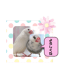 普段使い..かわいい文鳥スタンプ（個別スタンプ：31）