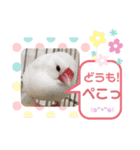 普段使い..かわいい文鳥スタンプ（個別スタンプ：32）
