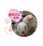 普段使い..かわいい文鳥スタンプ（個別スタンプ：33）