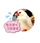 普段使い..かわいい文鳥スタンプ（個別スタンプ：34）