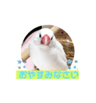 普段使い..かわいい文鳥スタンプ（個別スタンプ：37）