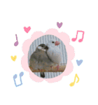 普段使い..かわいい文鳥スタンプ（個別スタンプ：39）