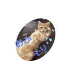 わん子にゃん子（個別スタンプ：1）