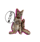 わん子にゃん子（個別スタンプ：2）