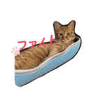 わん子にゃん子（個別スタンプ：5）