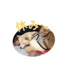 わん子にゃん子（個別スタンプ：10）