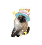 わん子にゃん子（個別スタンプ：11）