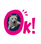 わん子にゃん子（個別スタンプ：12）