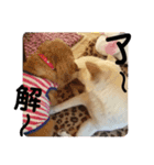 わん子にゃん子（個別スタンプ：14）