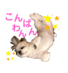 シーズーモカの日常（個別スタンプ：5）