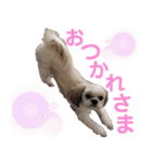 シーズーモカの日常（個別スタンプ：6）