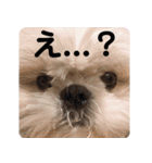 シーズーモカの日常（個別スタンプ：8）
