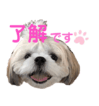 シーズーモカの日常（個別スタンプ：13）