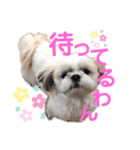 シーズーモカの日常（個別スタンプ：20）