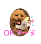 トイプララ（個別スタンプ：1）