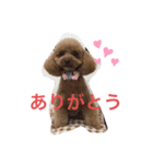トイプララ（個別スタンプ：3）