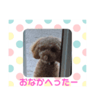 トイプララ（個別スタンプ：5）