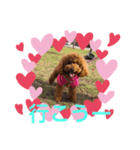 トイプララ（個別スタンプ：8）