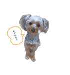 ヨーキー  ねるね>>>>おやすみ（個別スタンプ：2）