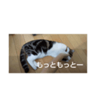 イヌちゃん・ネコちゃんスタンプ（個別スタンプ：4）
