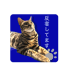 BENGALCAT ROY②（個別スタンプ：14）