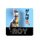 BENGALCAT ROY②（個別スタンプ：16）