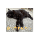 クロネコノジジチャン（個別スタンプ：2）