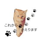 かいねこず 2（個別スタンプ：1）