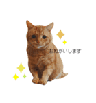 かいねこず 2（個別スタンプ：2）