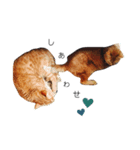 かいねこず 2（個別スタンプ：5）