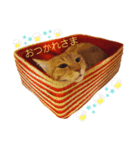 かいねこず 2（個別スタンプ：6）