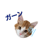モフちゃんスタンプ！（個別スタンプ：1）