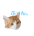 モフちゃんスタンプ！（個別スタンプ：3）