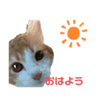 モフちゃんスタンプ！（個別スタンプ：4）