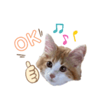 モフちゃんスタンプ！（個別スタンプ：5）