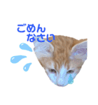モフちゃんスタンプ！（個別スタンプ：6）