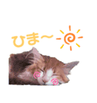モフちゃんスタンプ！（個別スタンプ：11）
