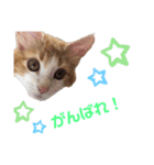 モフちゃんスタンプ！（個別スタンプ：13）