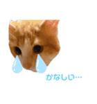 モフちゃんスタンプ！（個別スタンプ：14）