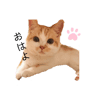 とらきちの日常（個別スタンプ：1）