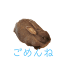 ささうさ3（個別スタンプ：1）