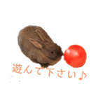 ささうさ3（個別スタンプ：8）