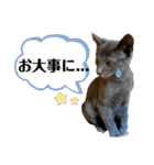 ちくわとトトロ 2（個別スタンプ：3）