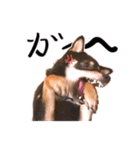 黒柴おこげの日常（個別スタンプ：7）